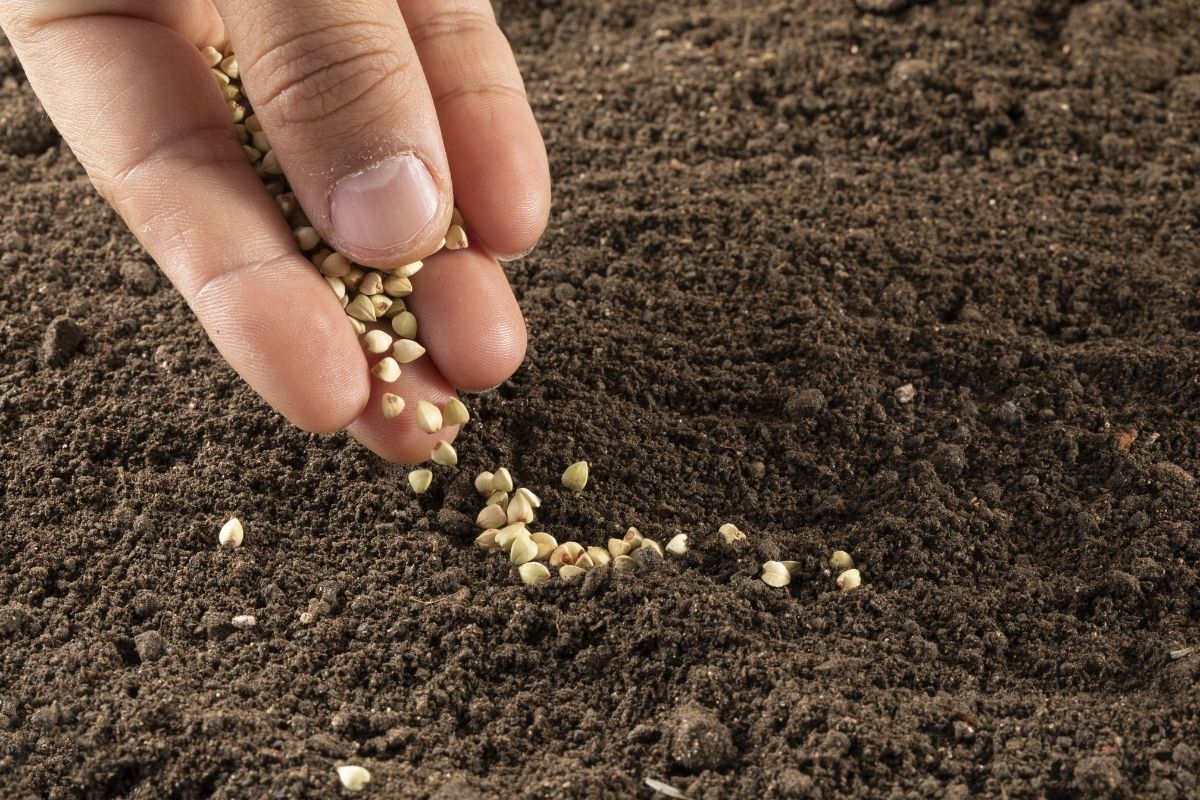 A person sowing buckwheat seeds in seed raising soil