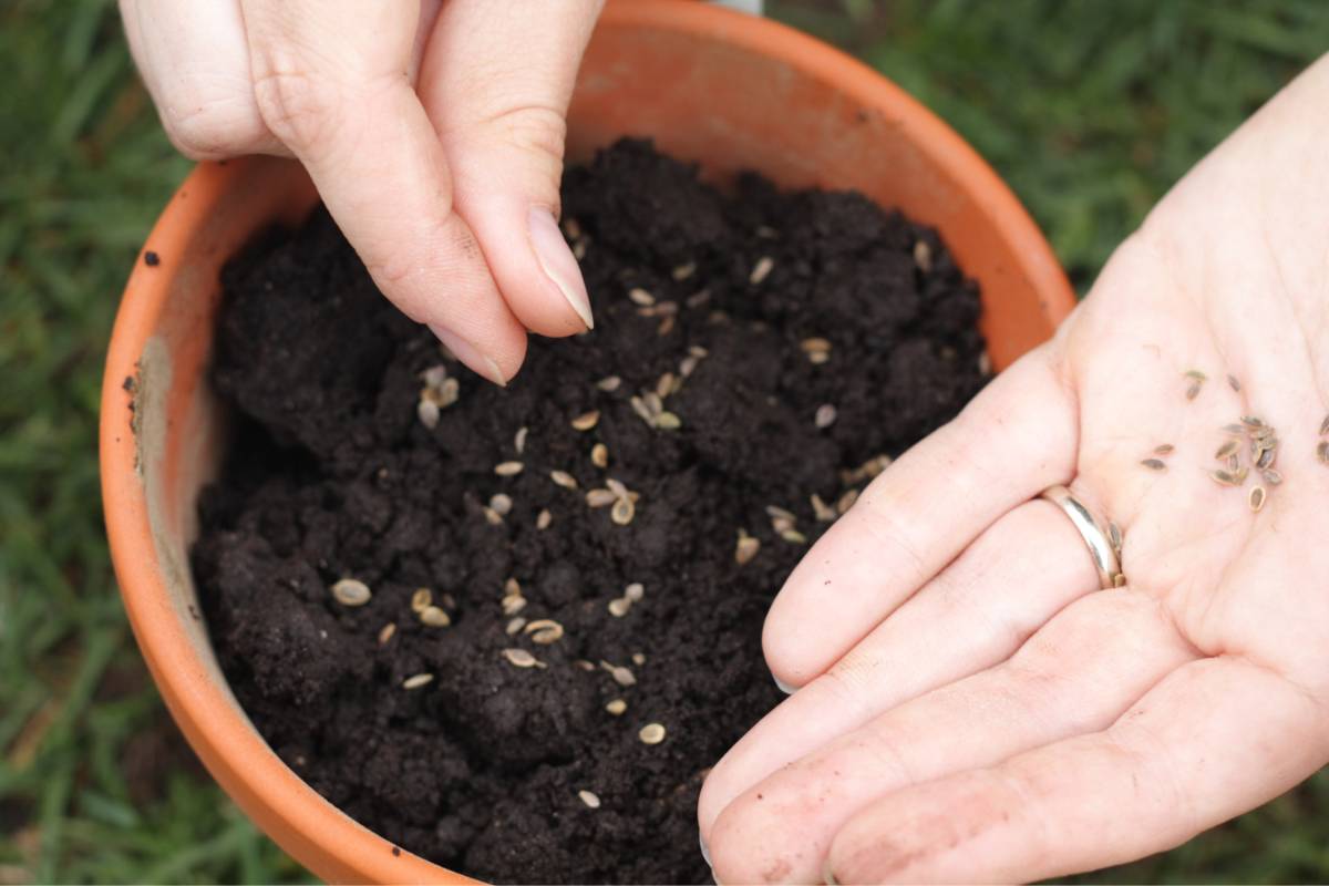 A person sowing seeds in a terracotta pot