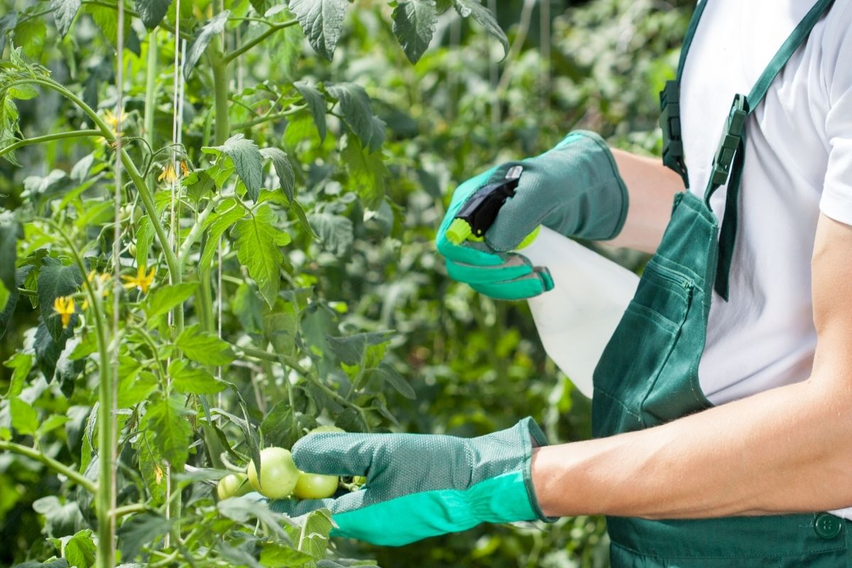 A person spraying tomato plants