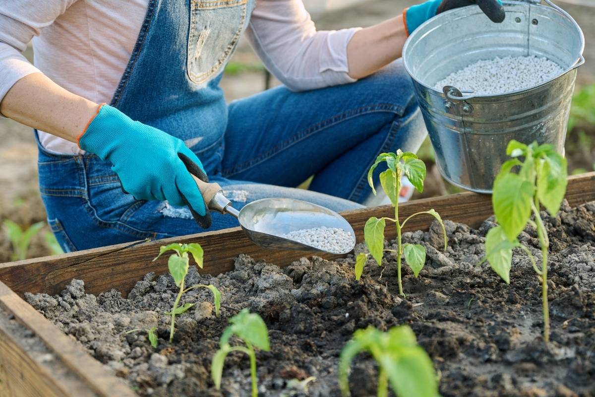 A person spreading granular fertiliser around plants in a raised garden bed