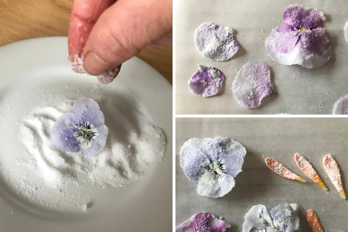A viola flower being covered in sugar, and crystallised flowers spread out on baking paper to dry
