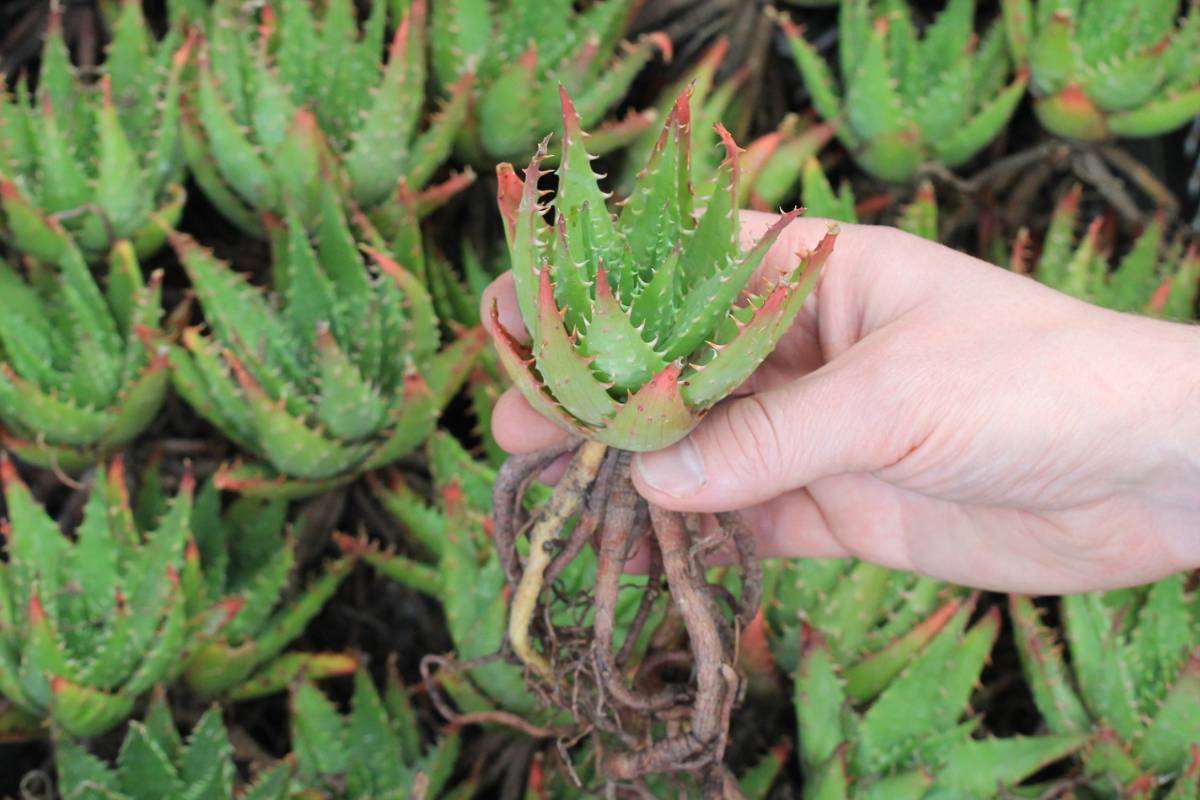 A person's hand holding a small bare-rooted flowering aloe plant