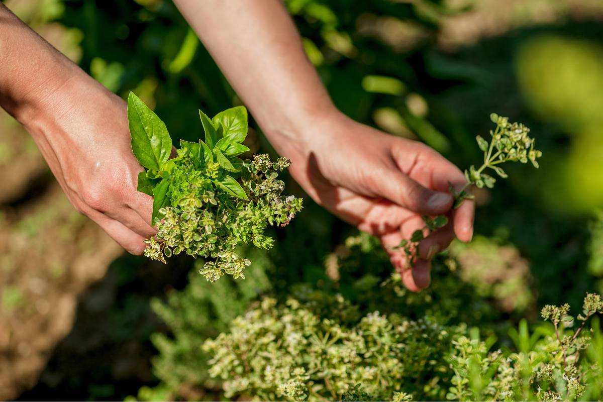 A photo of a person's hands holding sprigs of basil and thyme in a garden