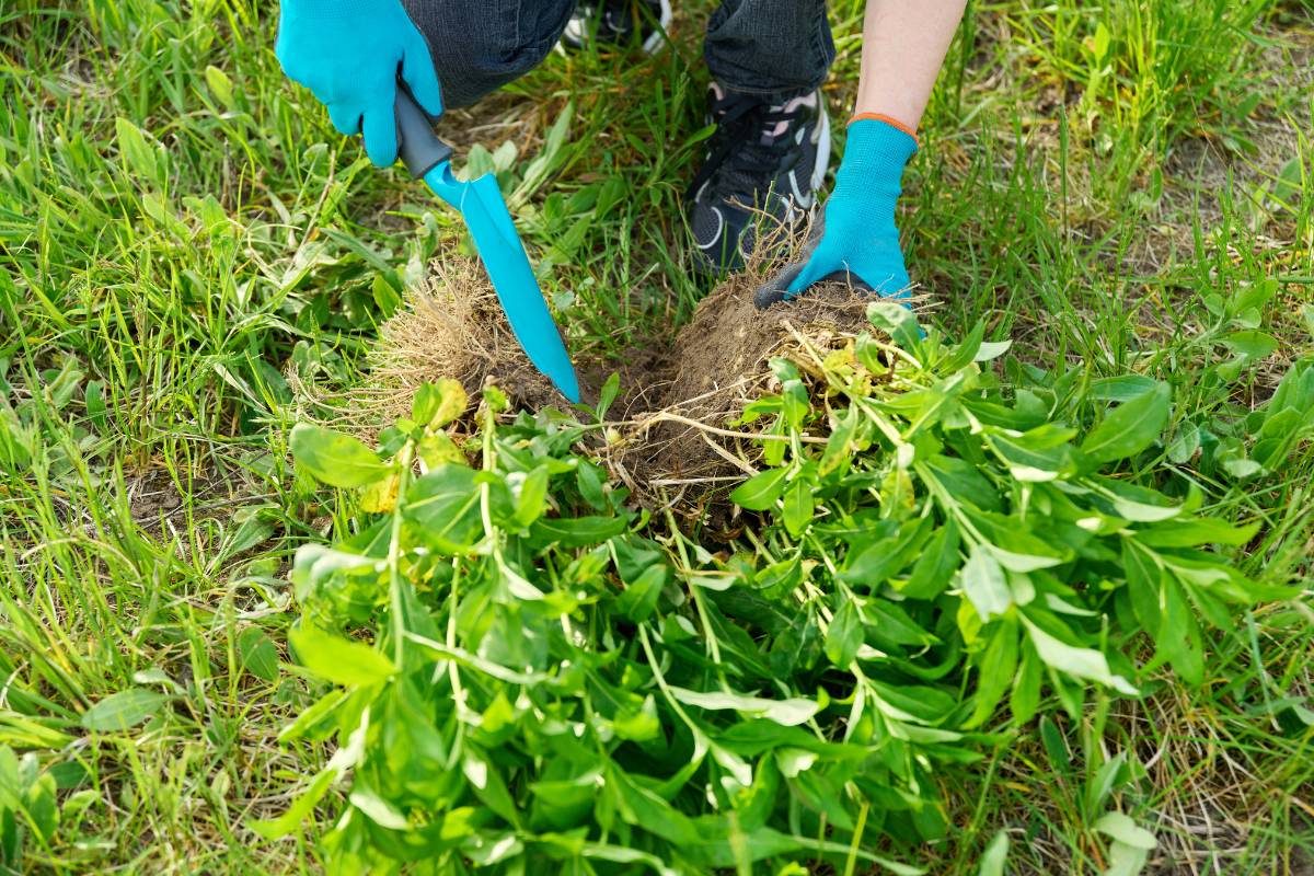 A phlox plant that has been divided into two using a garden trowel