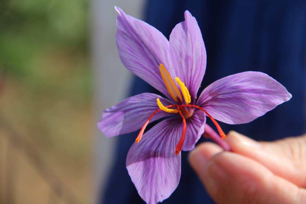 A photo of a crocus flower showing the three red stigmas used to make saffron