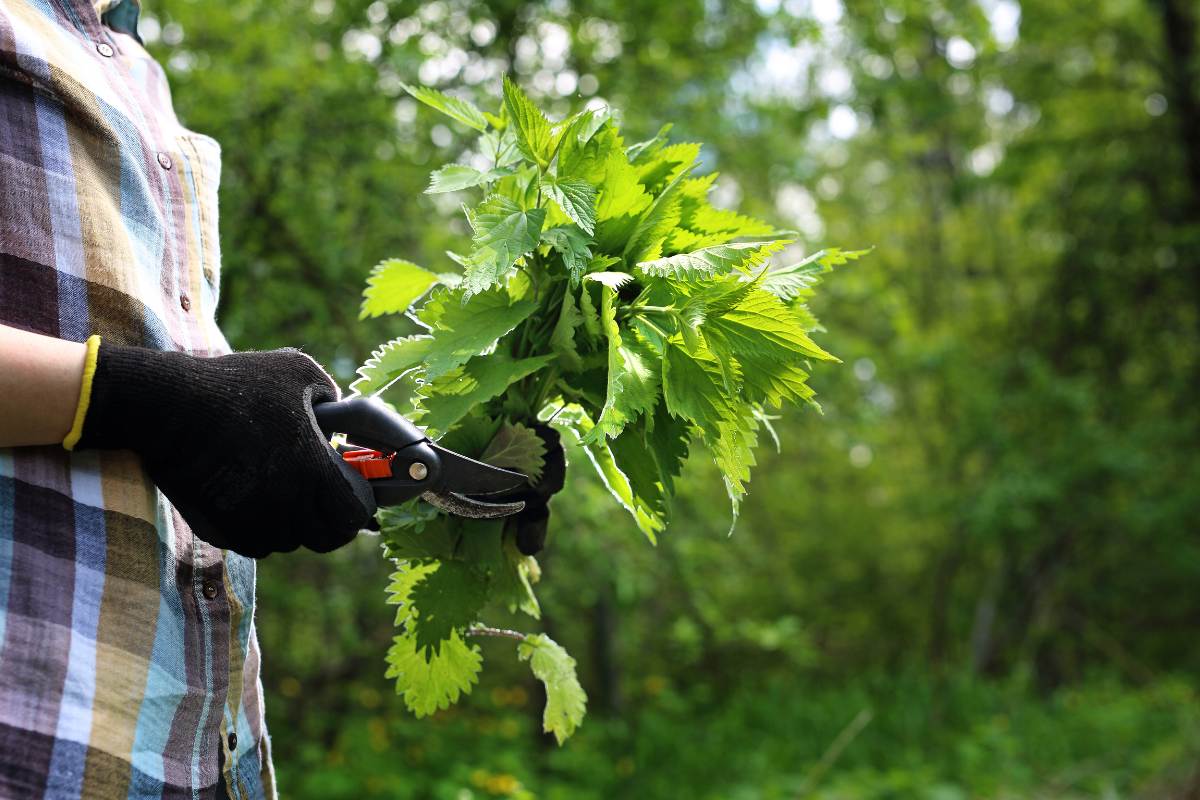 A photo of a gardener wearing rubber gloves holding a pair of secateurs and a bunch of stinging nettle leaves