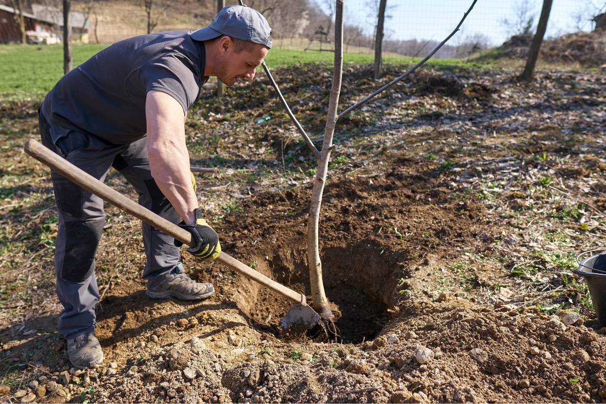 A photo of a man planting a walnut tree in a wide planting hole