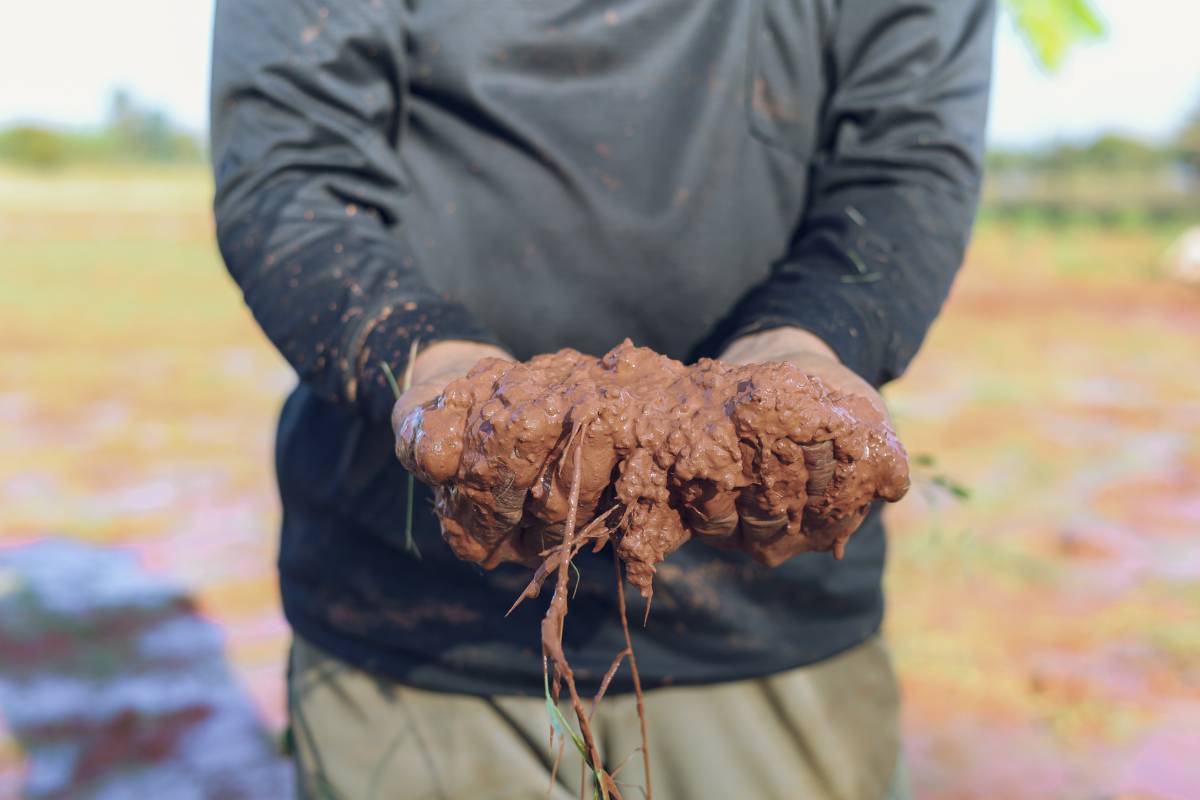 A man standing in a field with his hands full of waterlogged clay soil
