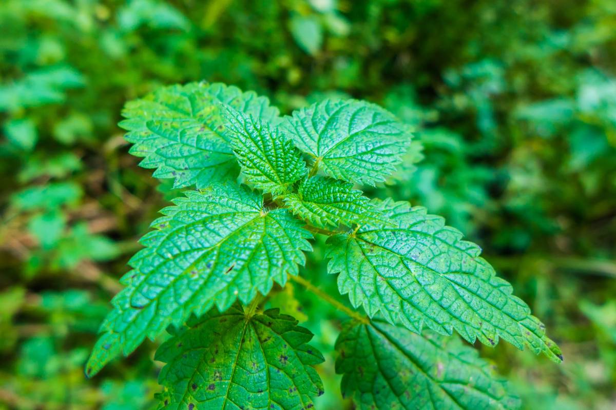 A photo of a stinging nettle plant showing its serrated leaves