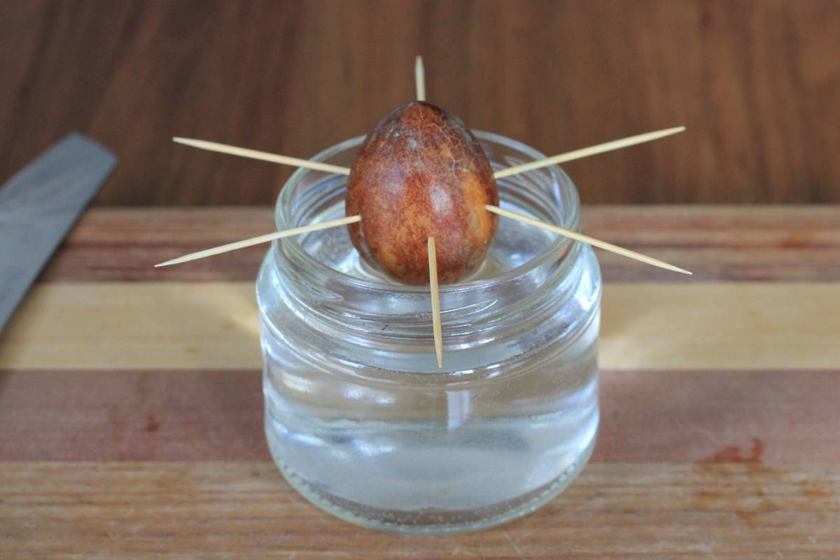 A photo of an avocado seed suspended by toothpicks in a glass jar of water