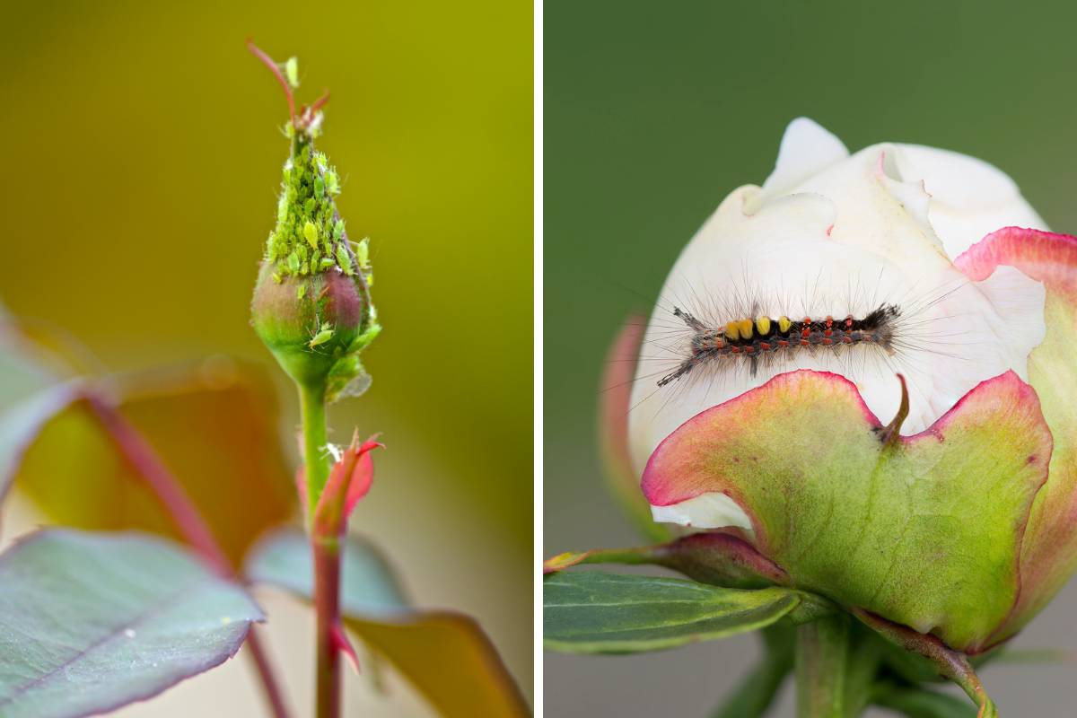 A photo of aphids on a rose bud and a photo of a small caterpillar on a rose bud