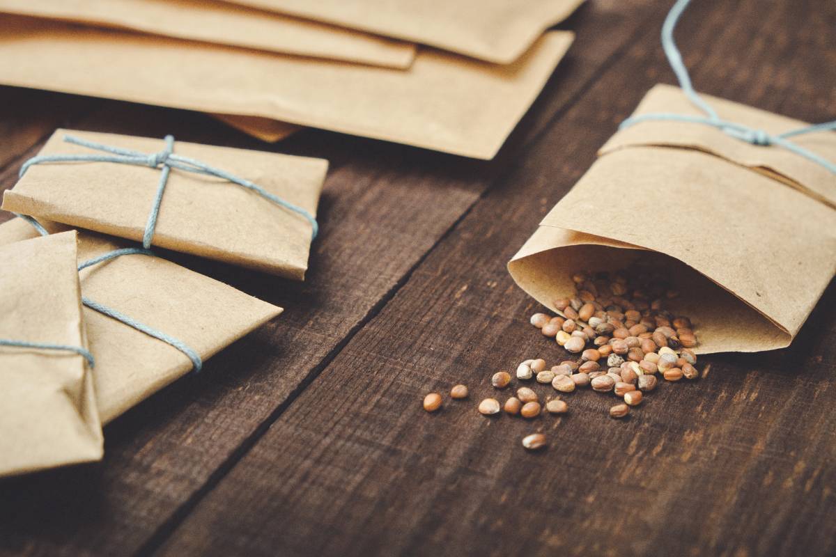 A photo of several brown paper seed saving envelopes on a timber board, with one open with seeds spilling out