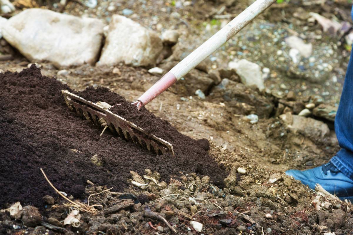 Some compost being spread over a garden bed with a rake