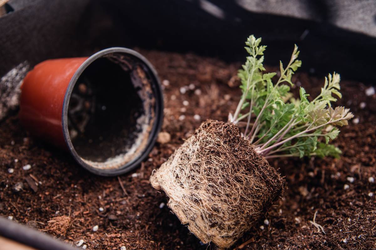 A plant removed from its pot to show its roots