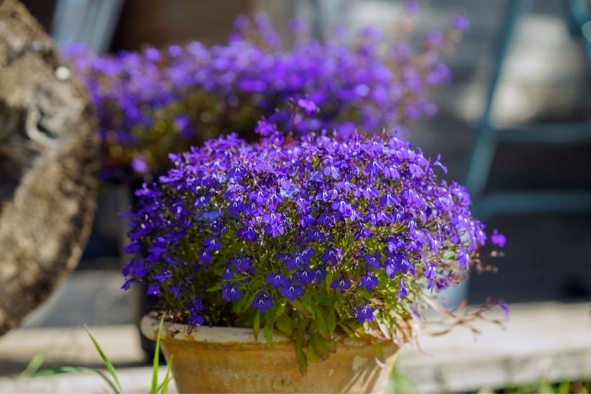 A large pot of deep blue lobelia in flower on a patio