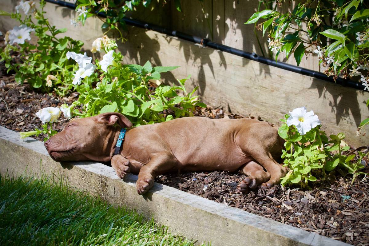 A puppy sleeping in the sun in a garden bed