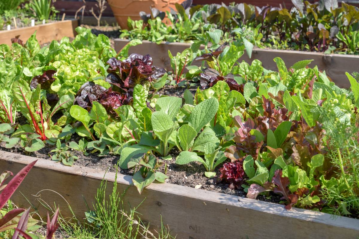 A raised garden bed containing mixed lettuce plants