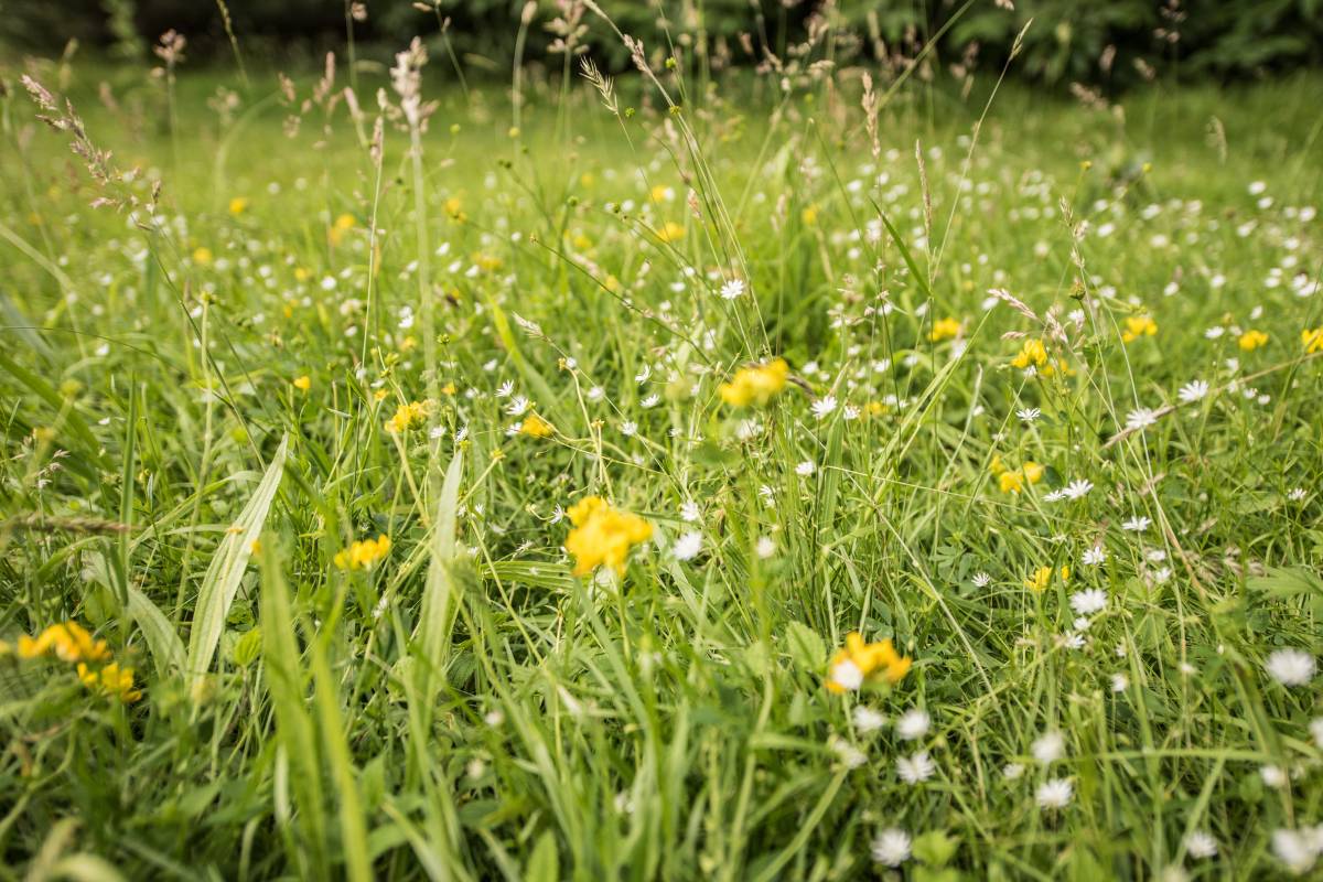 A meadow style garden with wild grasses and flowers