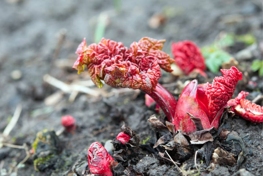 Rhubarb shoots pushing their way through the soil