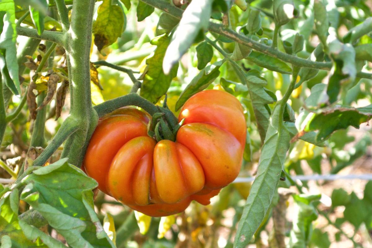 A ripe tomato growing on a vine