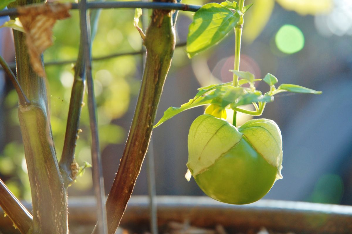 A ripe tomatillo on a bush