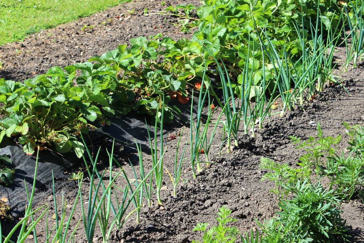 A row of onions growing in a vegetable garden