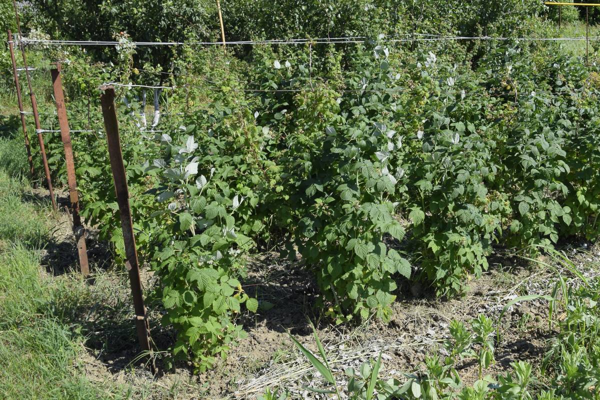 A row of raspberry canes growing on a trellis