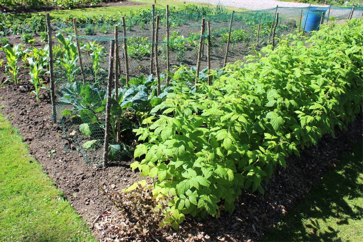 A row of raspberry plants in an allotment garden