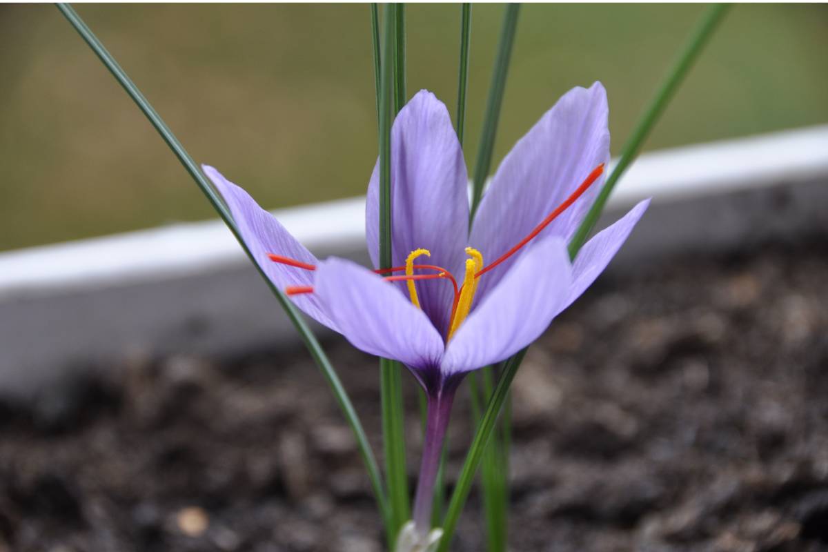 A saffron (crocus sativus) flower