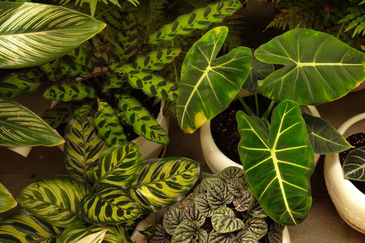 A selection of houseplants with different leaf patterns