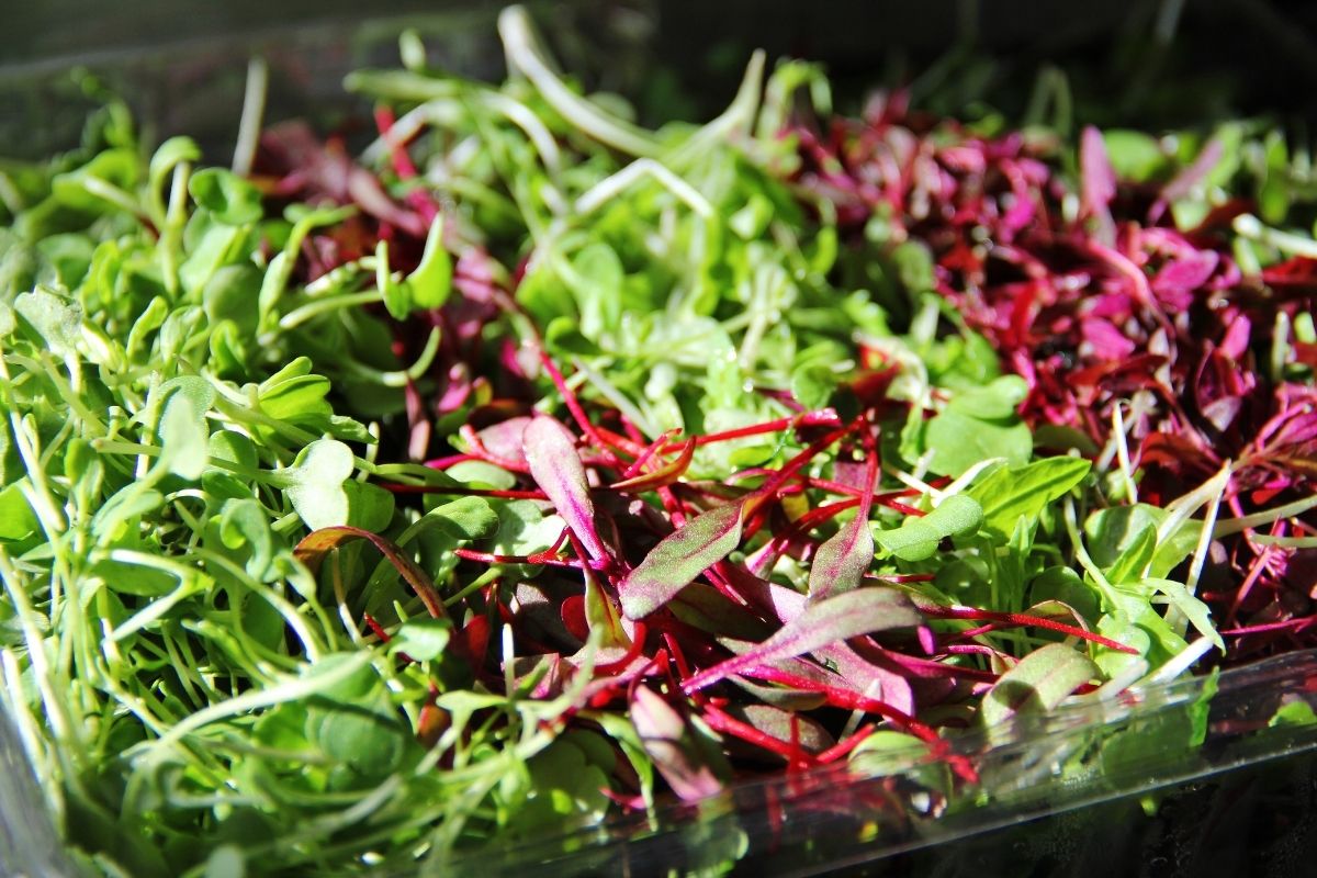 A selection of red and green microgreen leaves.