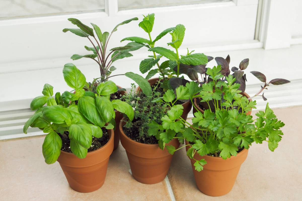 A selection of soft-leaved herbs growing in small terracotta pots indoors