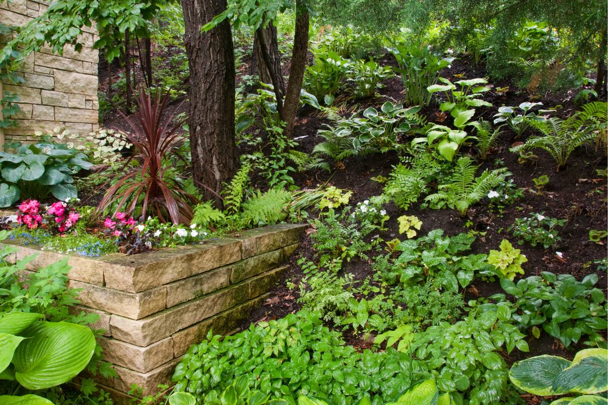 A shady garden with few flowering plants