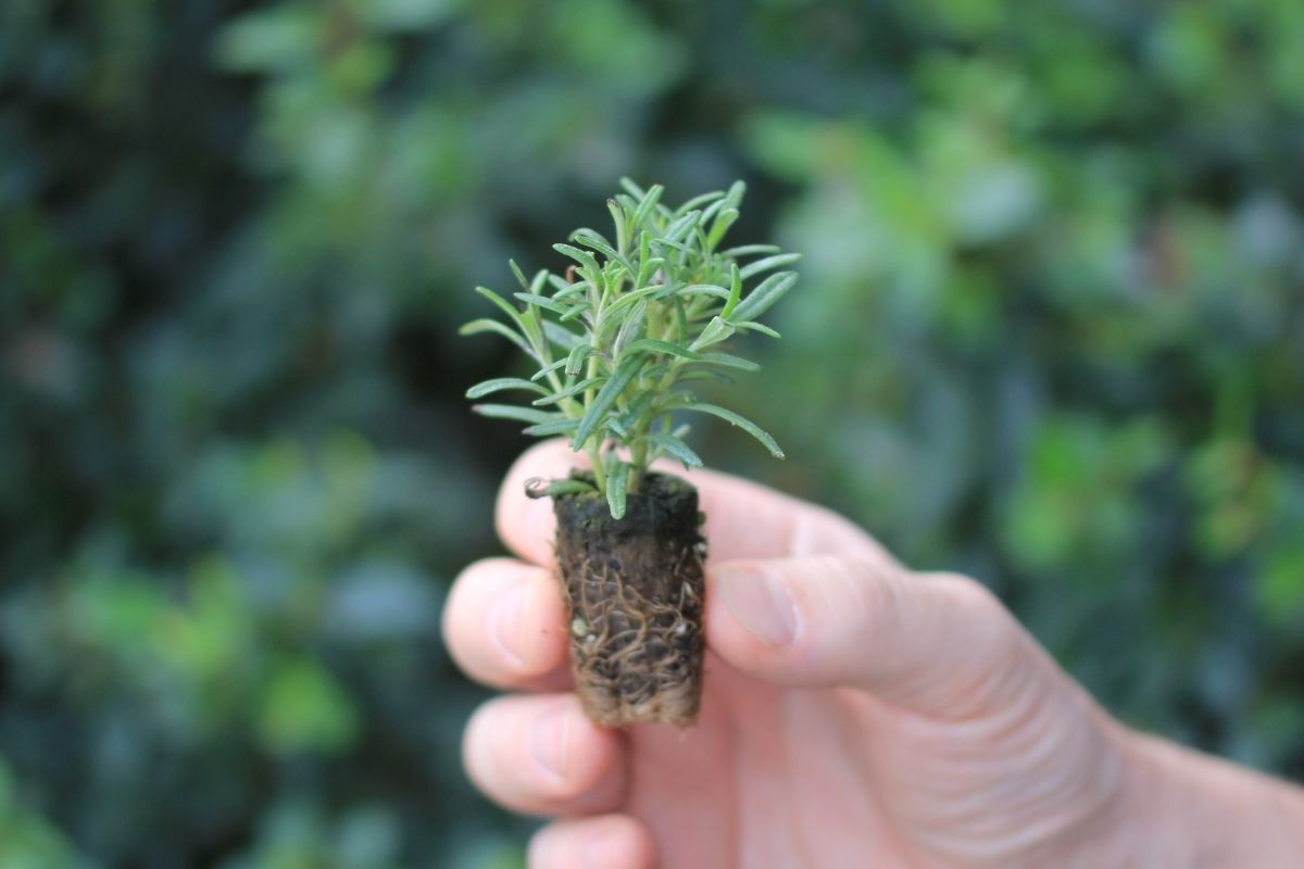 A seedling being held in someone's fingers