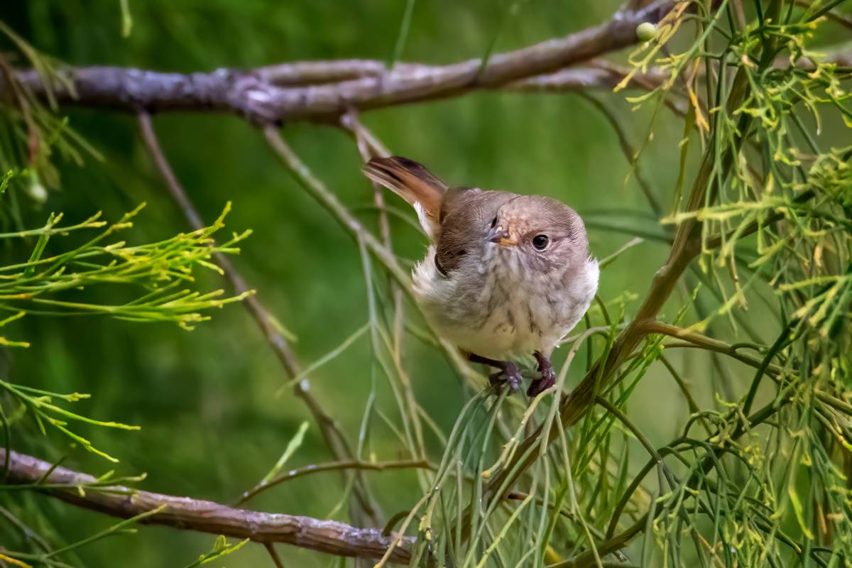 A small bird sheltering in a prickly shrub
