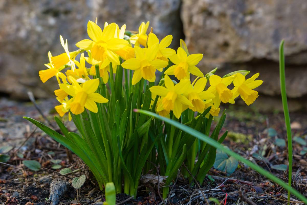 A small clump of yellow miniature daffodils growing in a garden bed