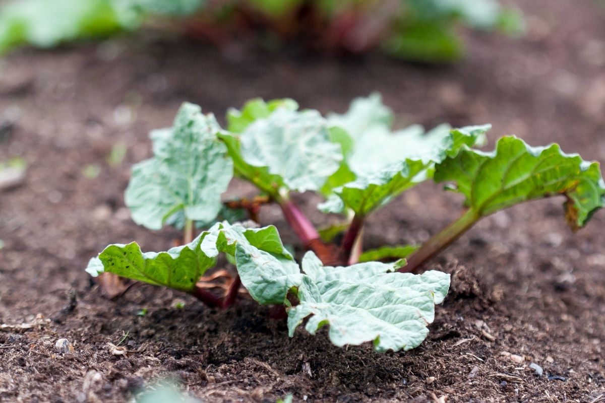 A rhubarb seedling in a home garden