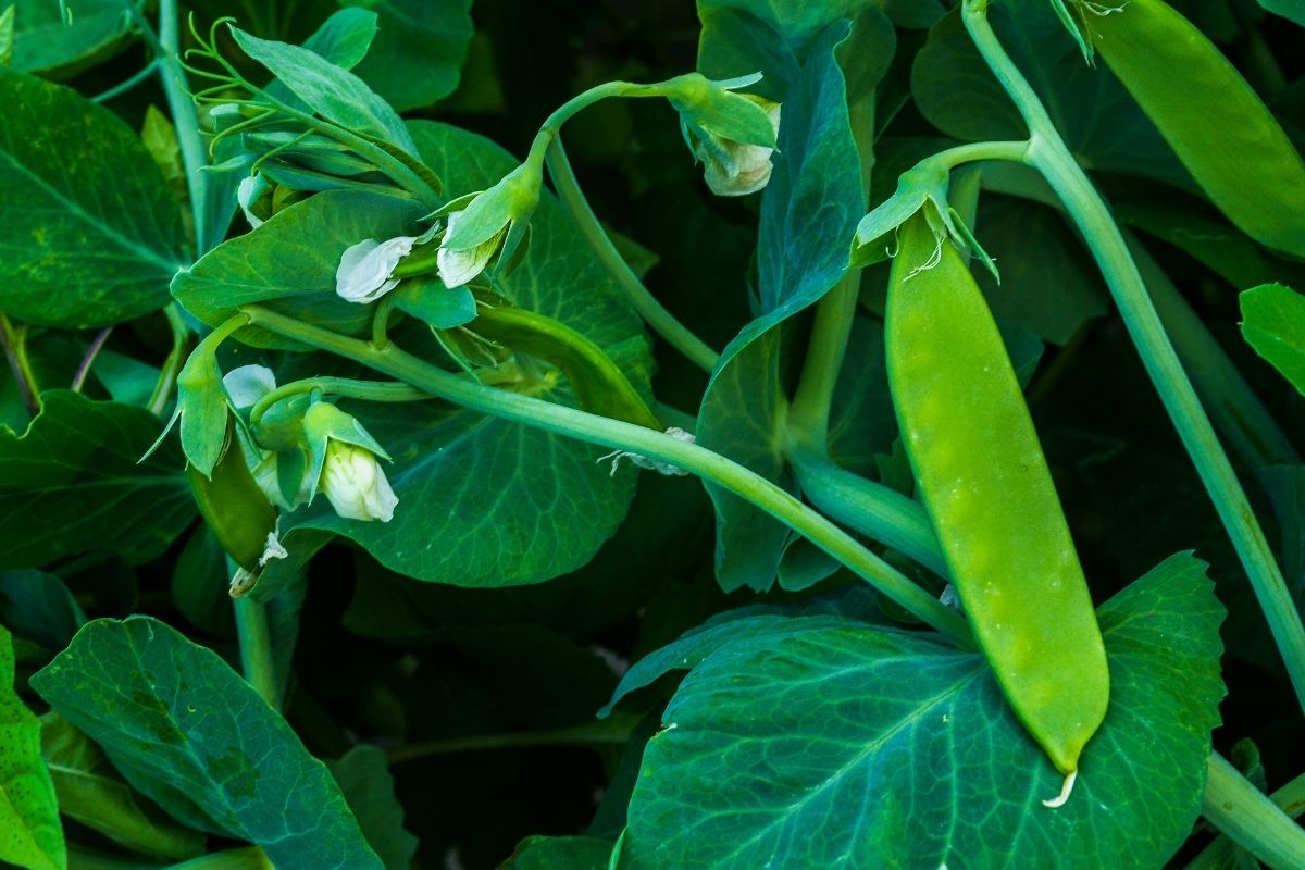 A snow pea plant with flowers, tendrils and a single pod