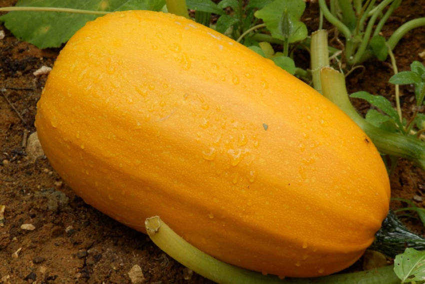 Fruit of spaghetti squash ready to harvest