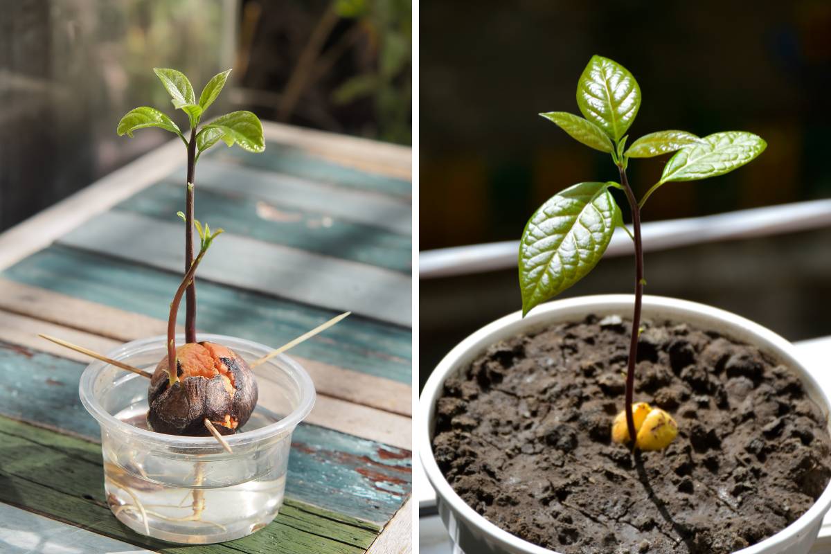 A sprouted avocado seed in a glass jar, and an avocado seedling potted up with the top of its seed above the level of the soil