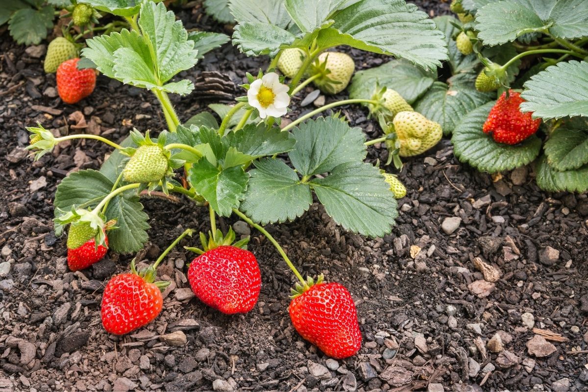 A strawberry plant with several ripe strawberries on it