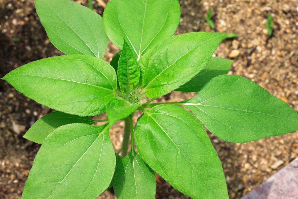 A sunflower seedling not yet large enough to form a flower