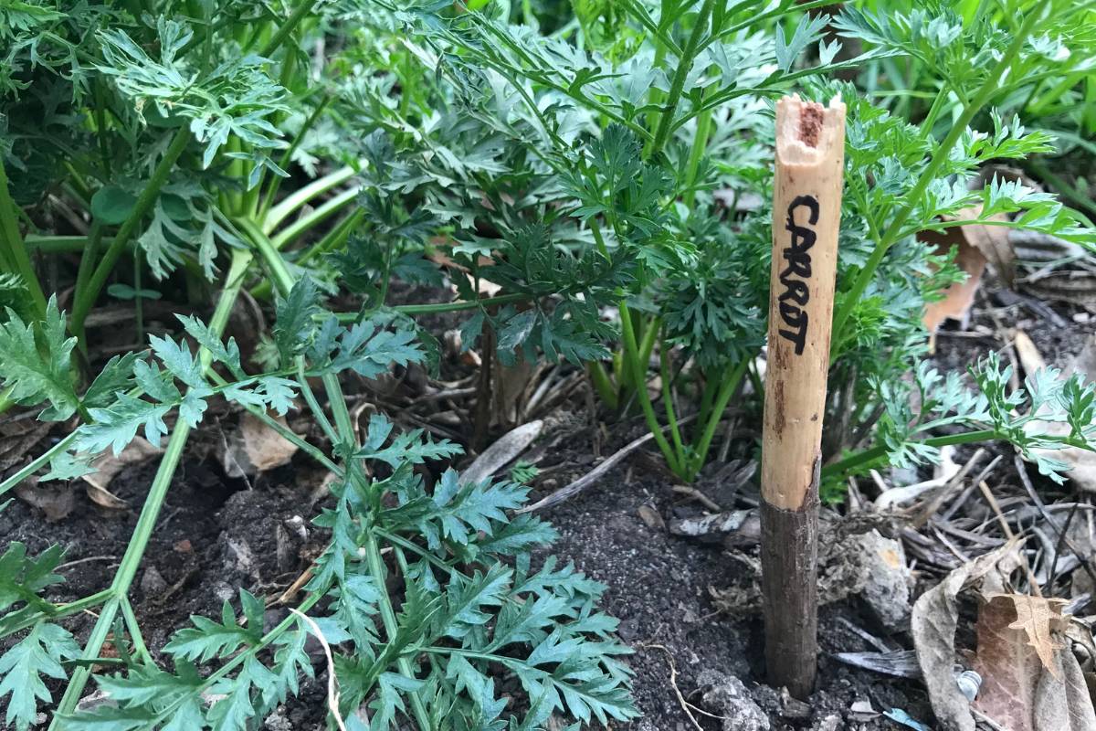 A sustainable plant label made by removing the bark from a branch, used to label carrots