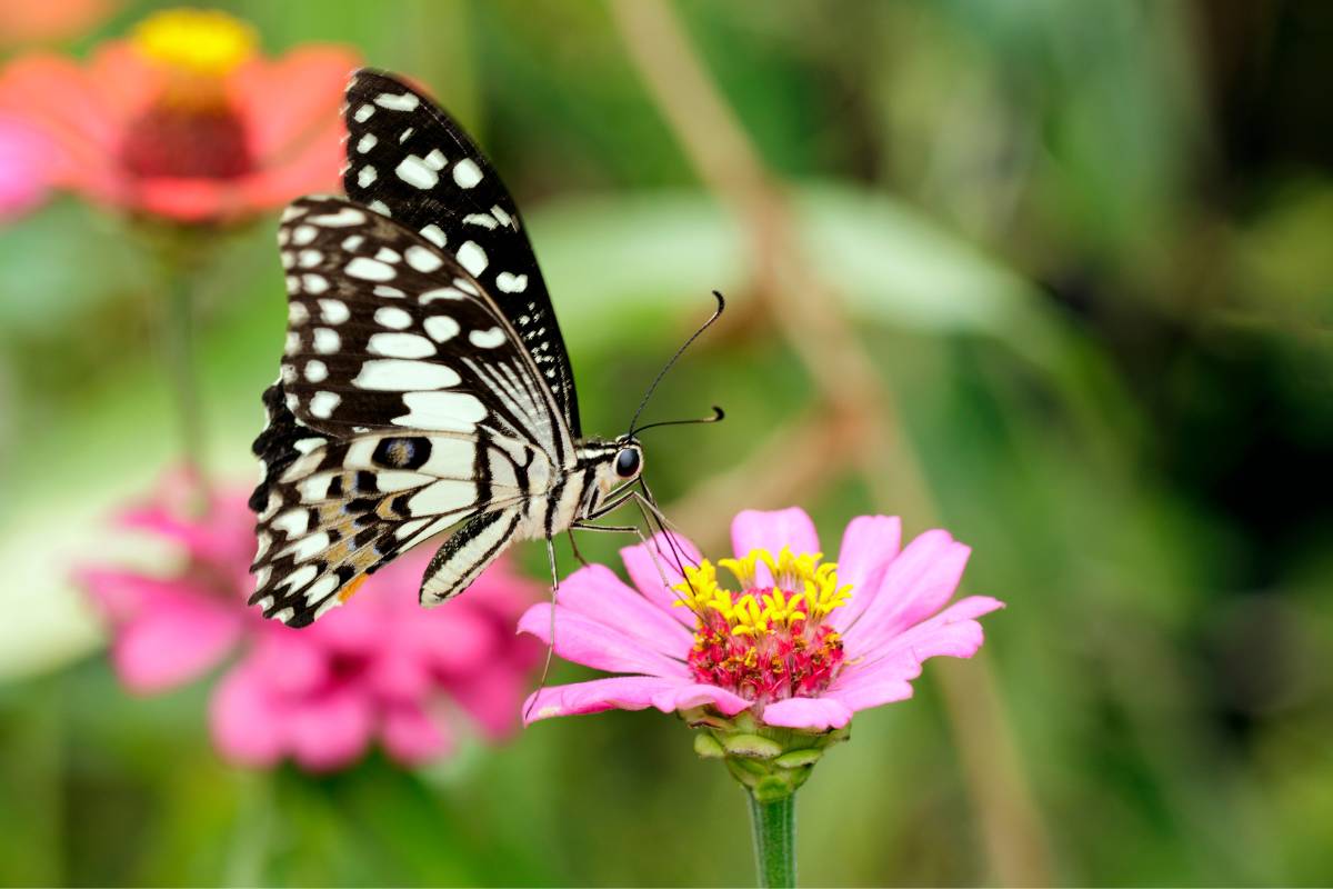 A swallowtail butterfly feeding on a zinnia