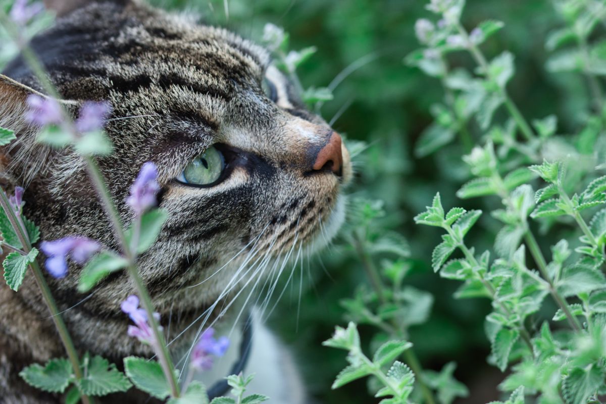 A tabby cat sitting amongst a catmint plant in a garden