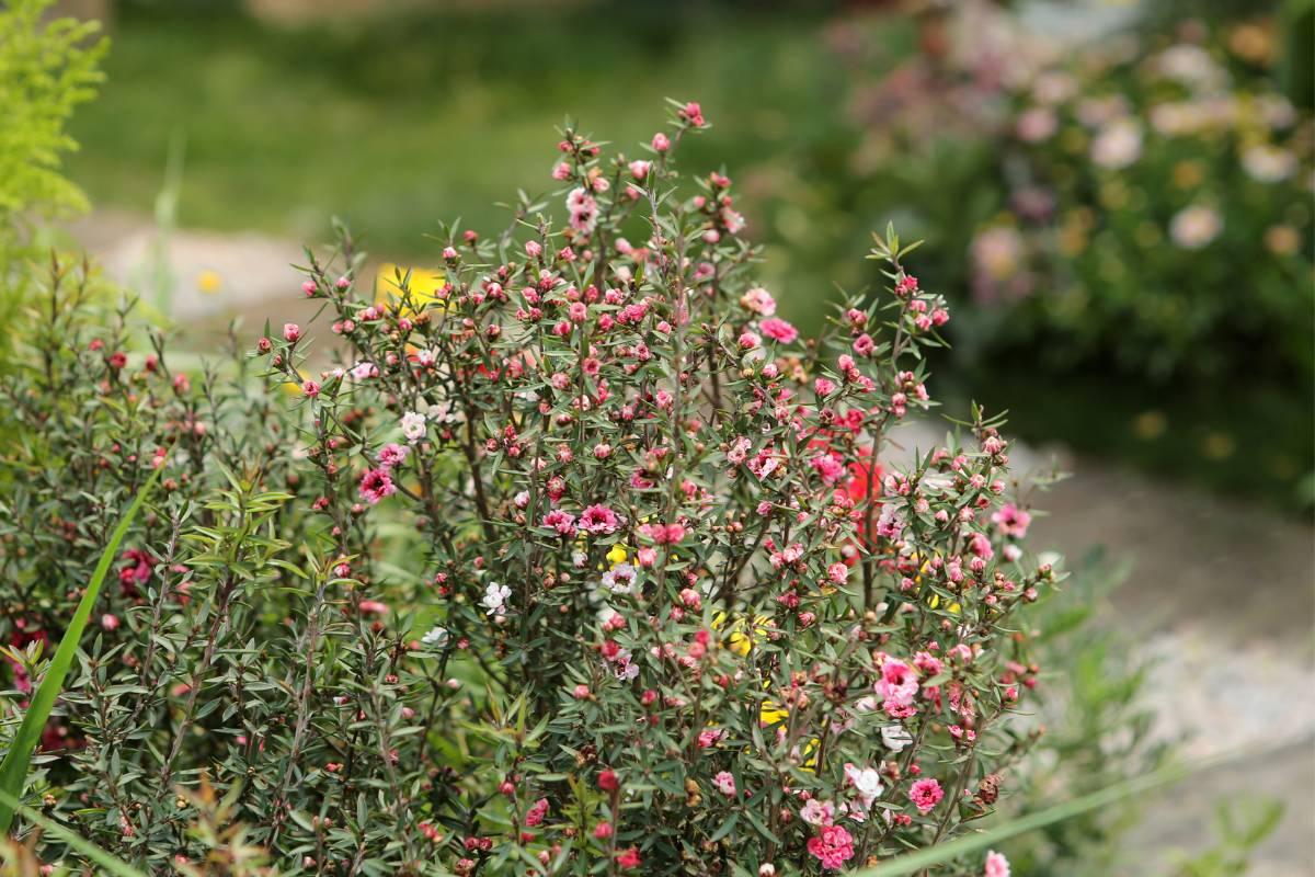 A tea tree (leptospermum) plant growing in a garden