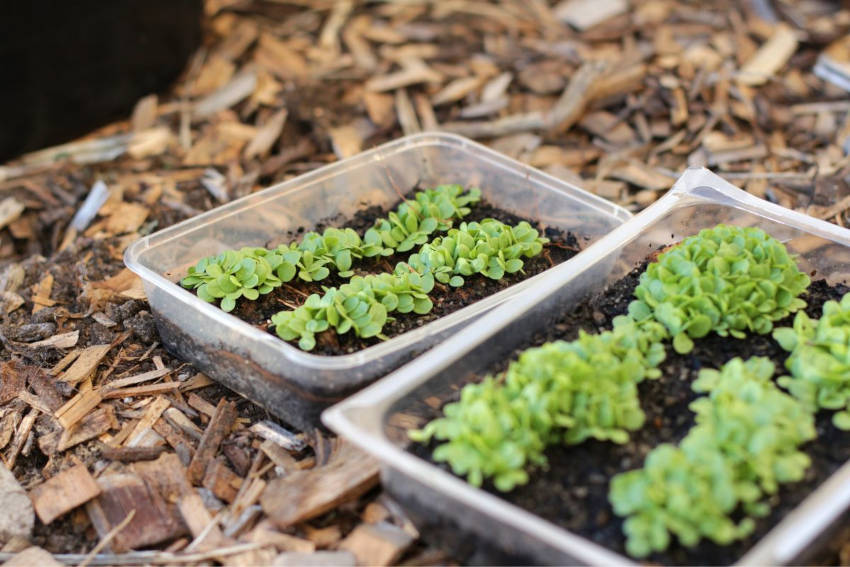 A tray of lettuce seedlings