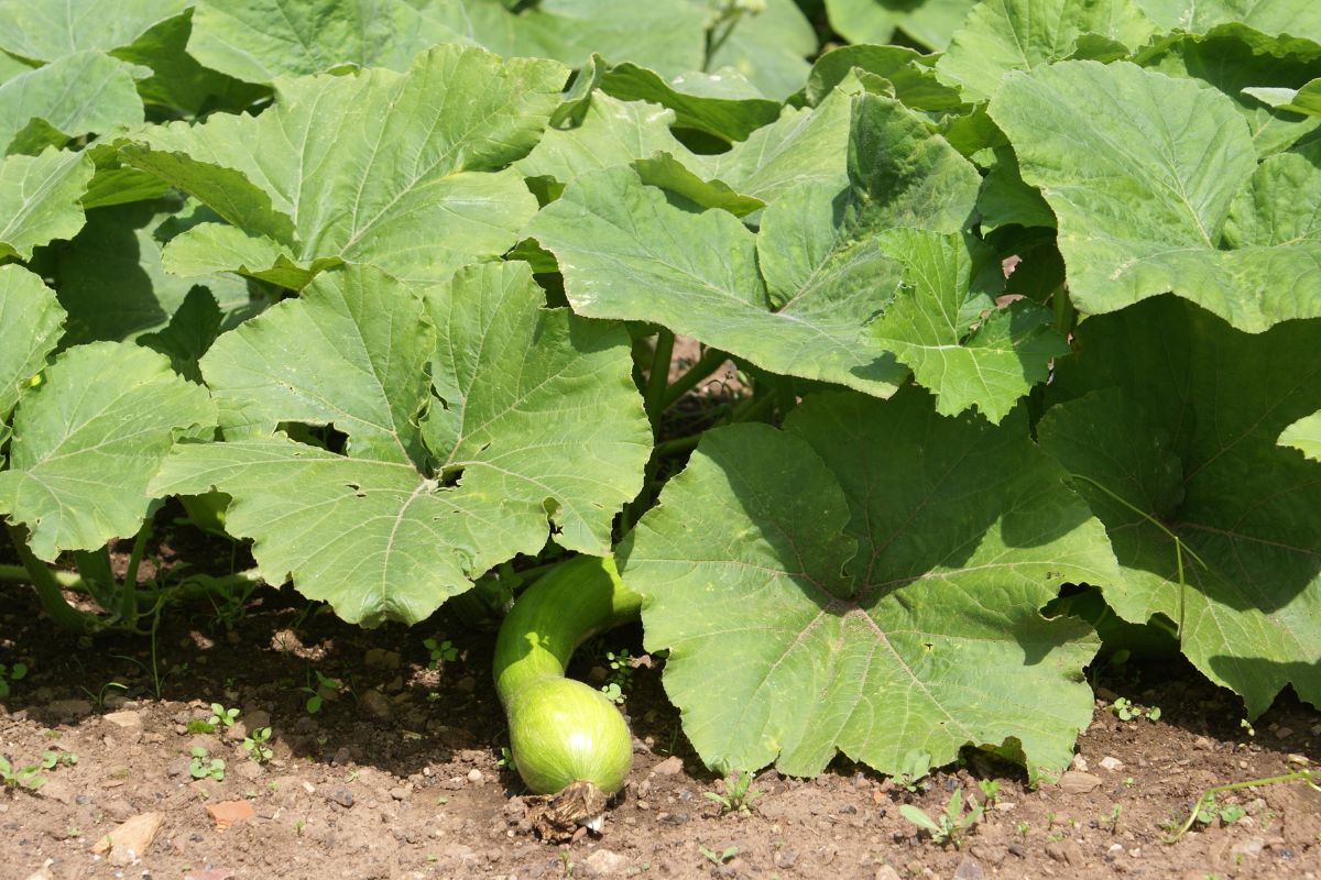 A tromboncino vine growing on the ground