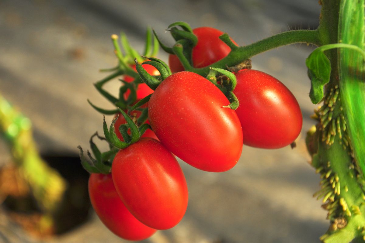 A truss of red tomatoes