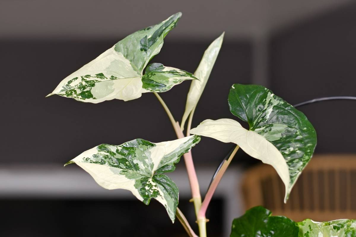 A variegated house plant with green and white leaves